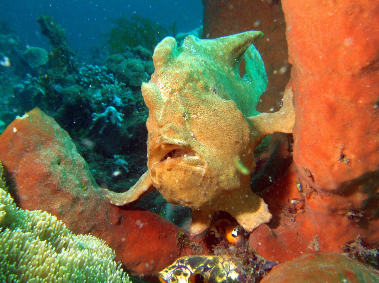 Antennarius pictus (Pesce rana dipinto)